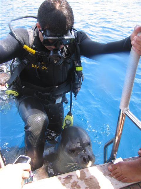 erman dive